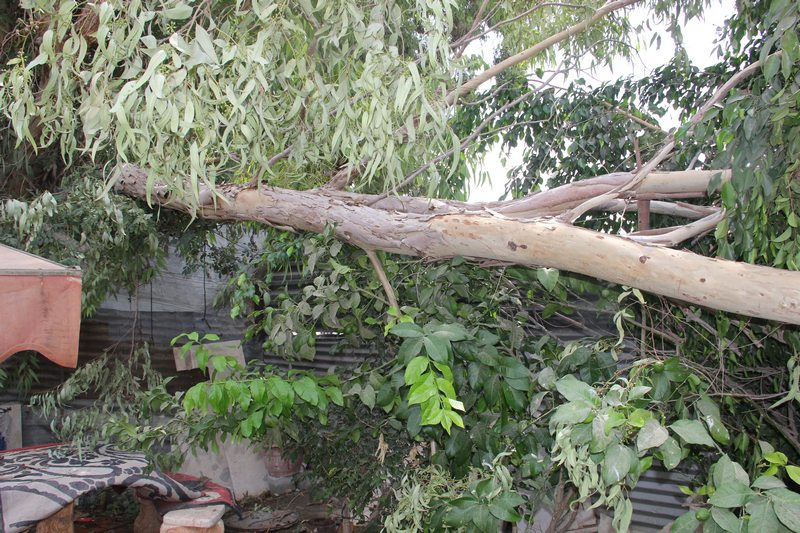 بالفيديو: سقوط شجرة ضخمة على منزل عائلة أبو مطير في مدينة اللد 